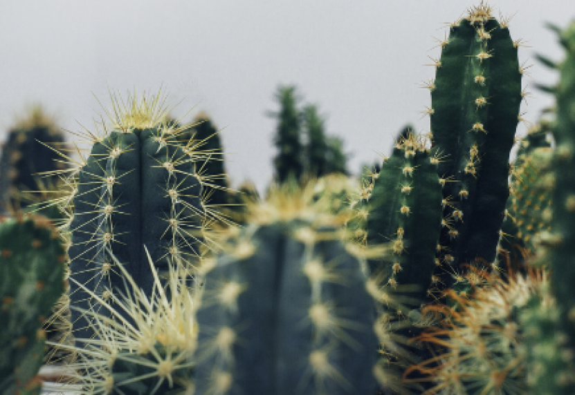 É fã de plantas, mas…