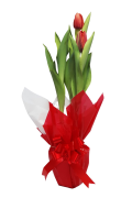 Flor Tulipa Pt. 12