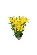 Flor Lirio Variado Pt.15 Quadrado 818580