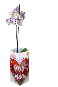 Flor Orquidea Phalaenopsis Pt.12 344