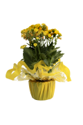 Flor Kalanchoe Pt.11 0808003pp