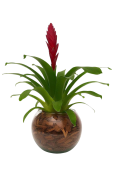 Flor Bromelia Pt12