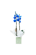 Flor Orquidea Phalaenopsis Azul Pt.12