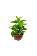 Flor Jiboia Verde C.21 367