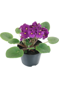 Flor Violeta Pt.11 102