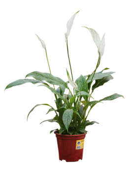 Flor Lirio Da Paz Pt.15 Spathiphyllum
