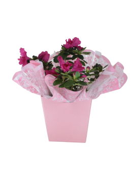 Flor Azaleia Pt.14