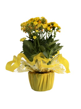 Flor Kalanchoe Pt.11 0808003pp