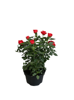 Flor Roseira Mini Pt.13 355