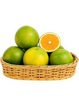 Laranja Pera Rio Kg