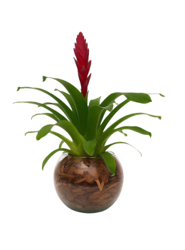 Flor Bromelia Pt12