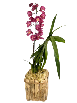 Flor Orquidea Cymbidium Pt.18