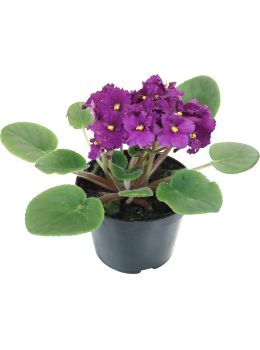 Flor Violeta Pt.11 102